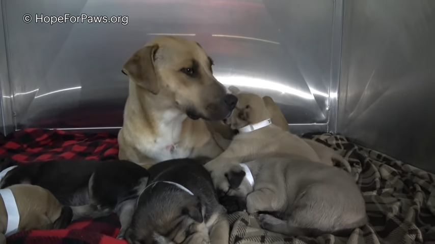 mama dog and her puppies