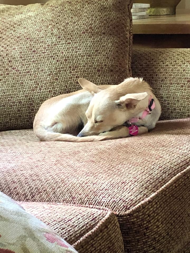 mama dog sleeping peacefully on the couch