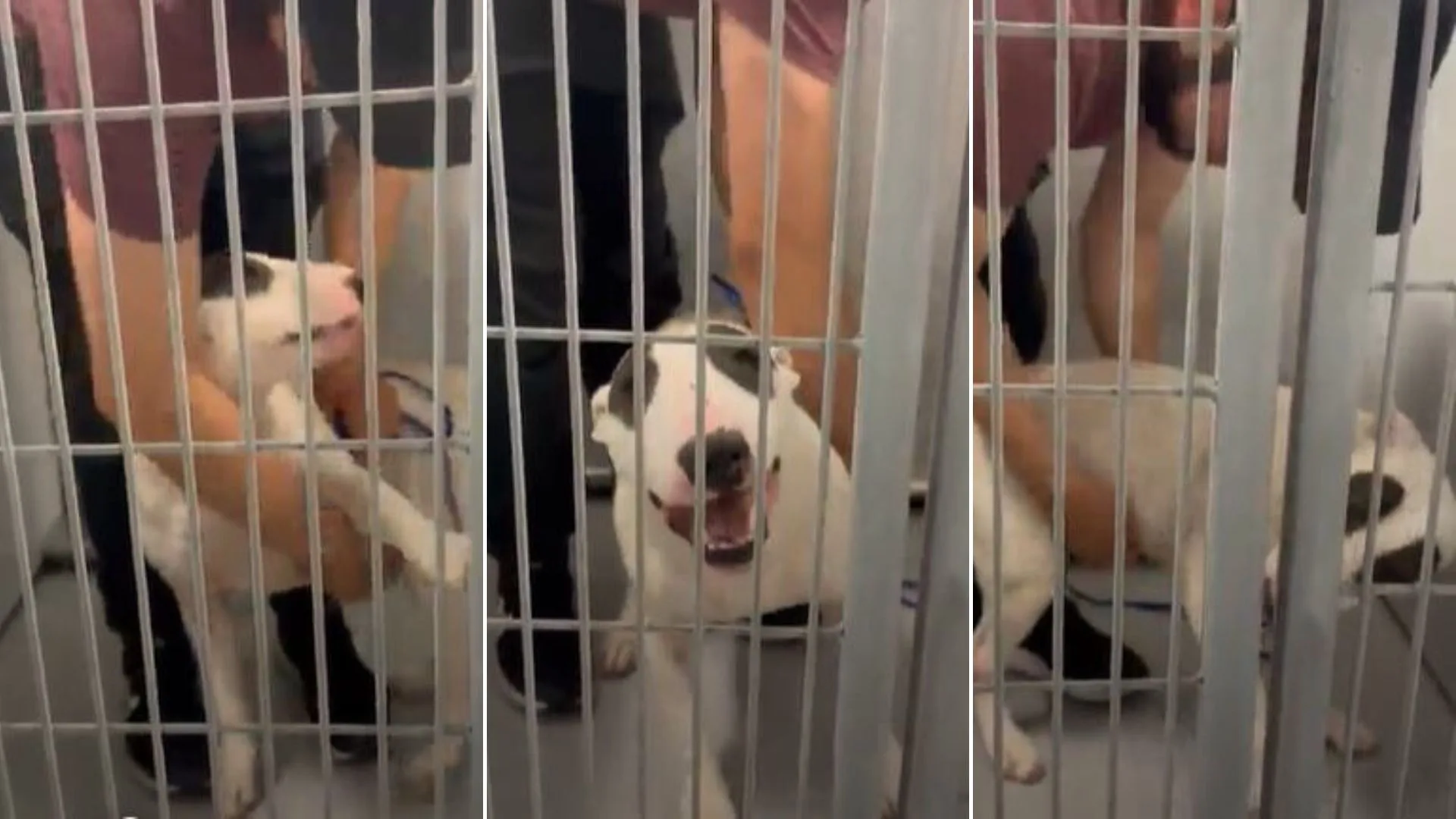 man holding a dog in a kennel