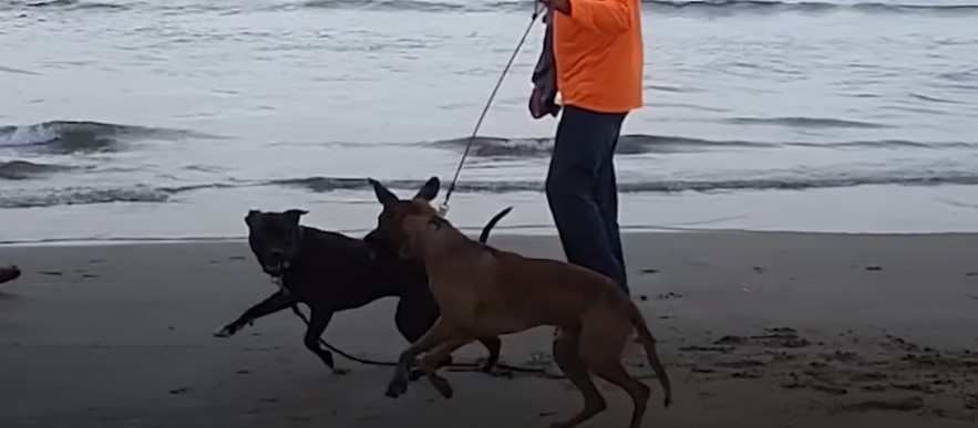 man taking dogs for a walk