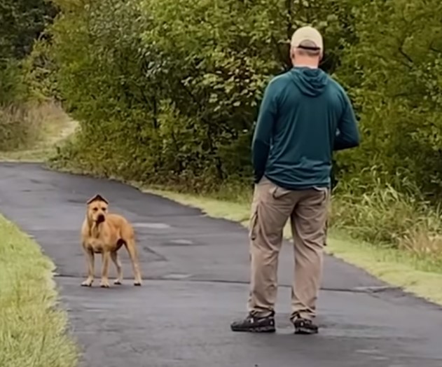 man walking up to a dog in the street