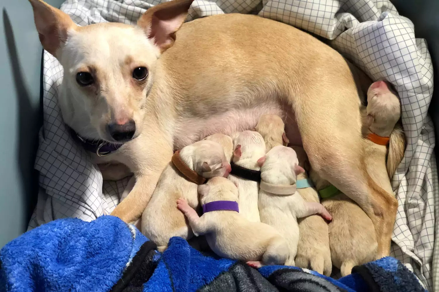 mom chihuahua lying with her puppies