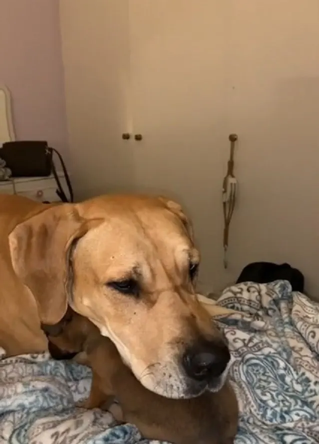 mamá perro protegiendo a su cachorro