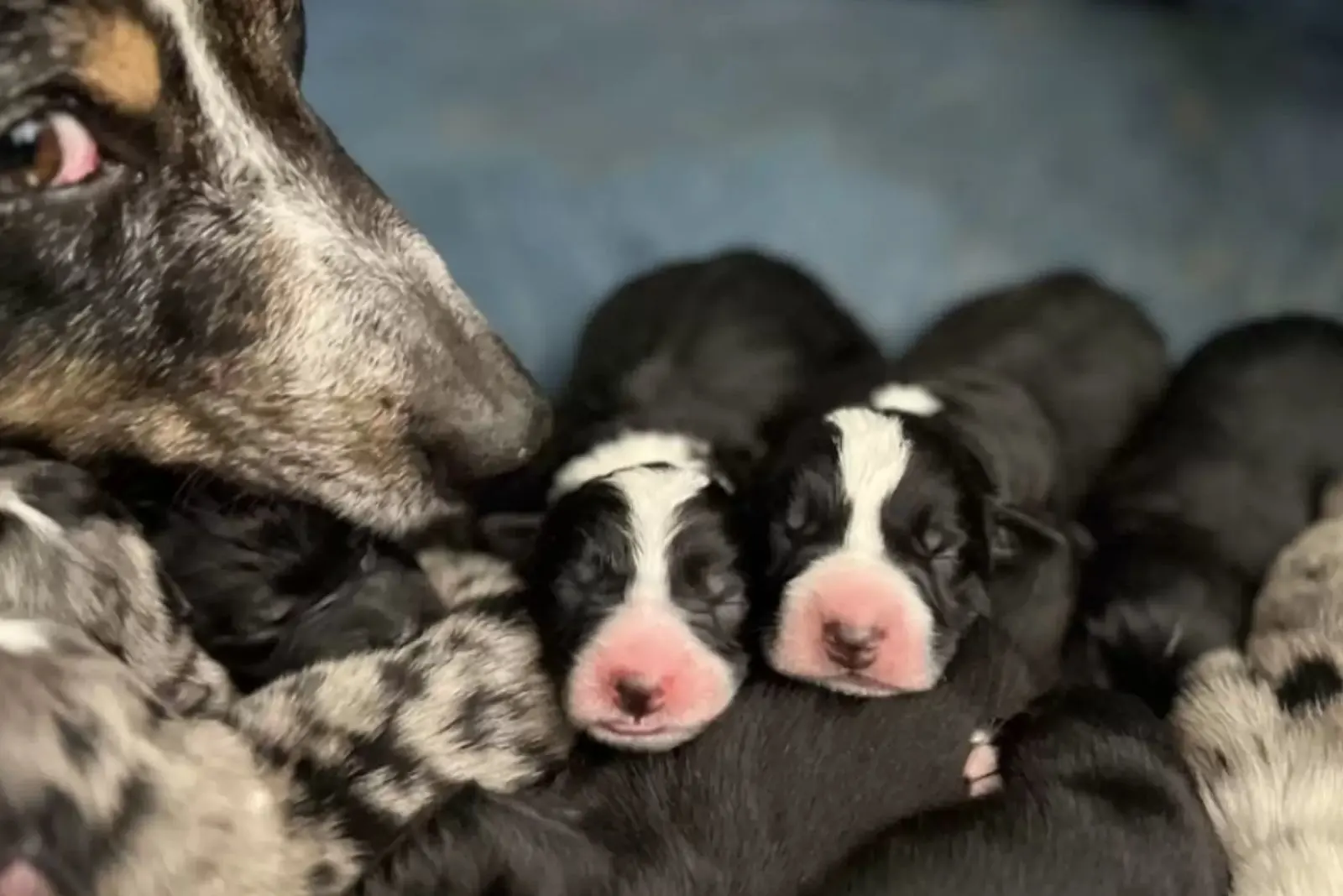 cachorros recién nacidos durmiendo