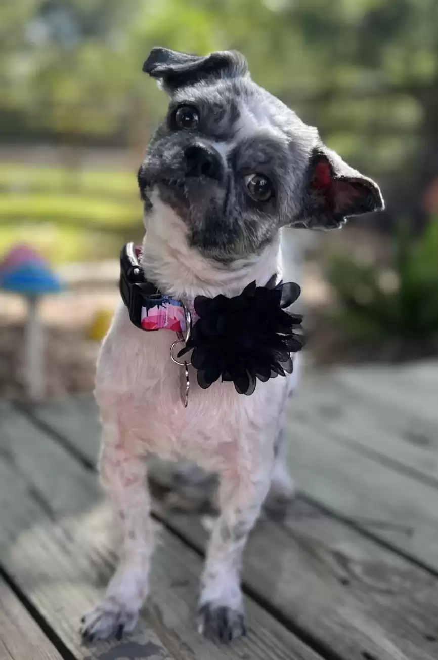 nice dog with fresh haircut