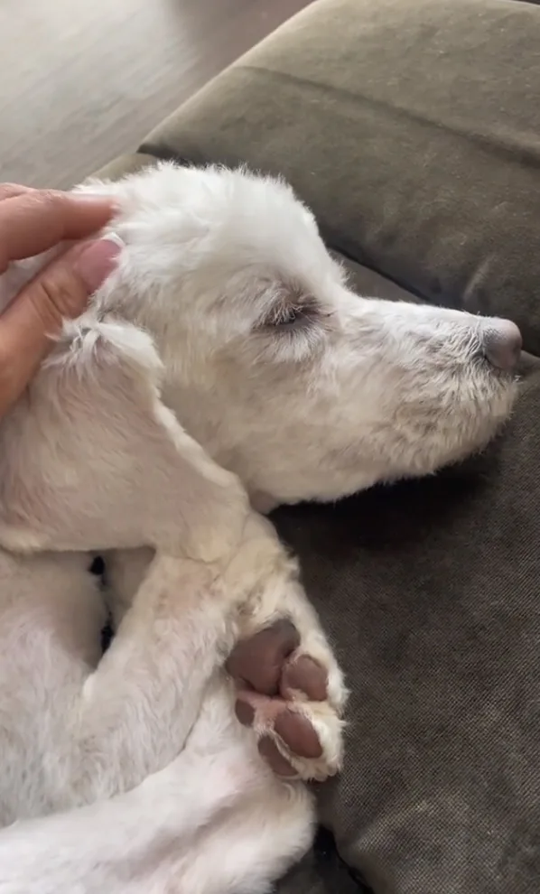 owner petting the white dog