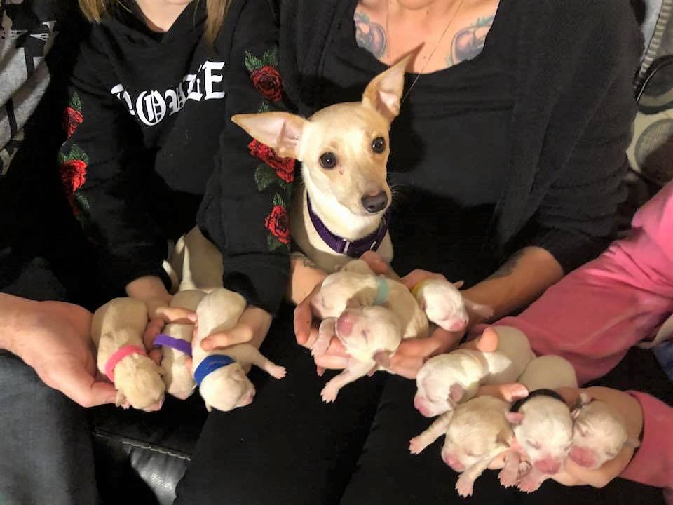people holding eleven puppies and chihuahua