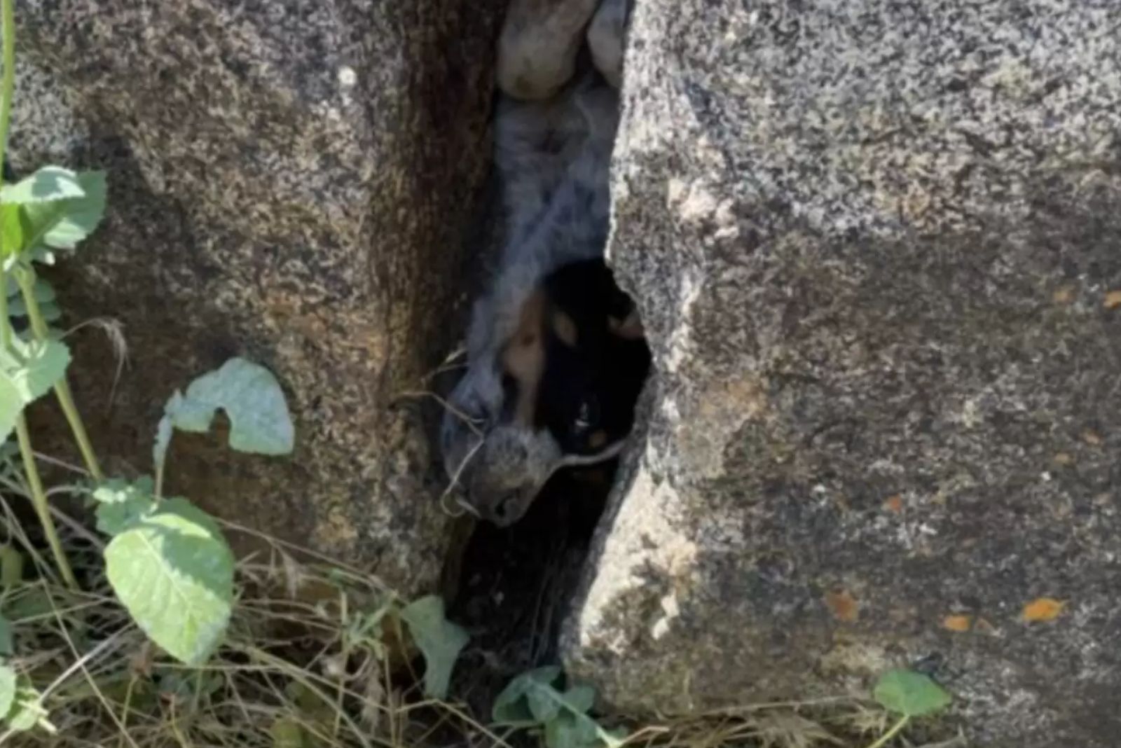 photo of a dog stuck between rocks
