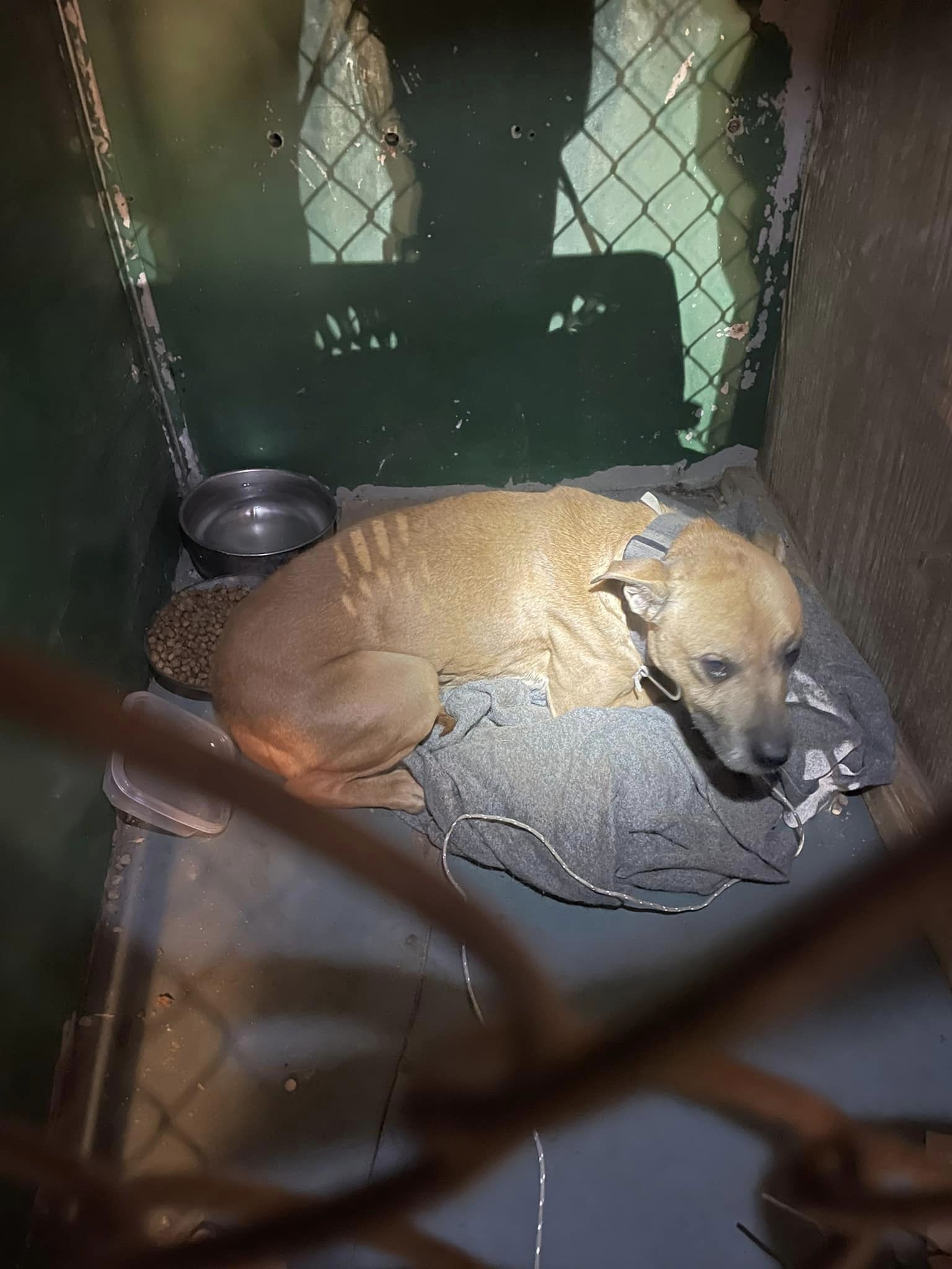 photo of abandoned malnourished dog