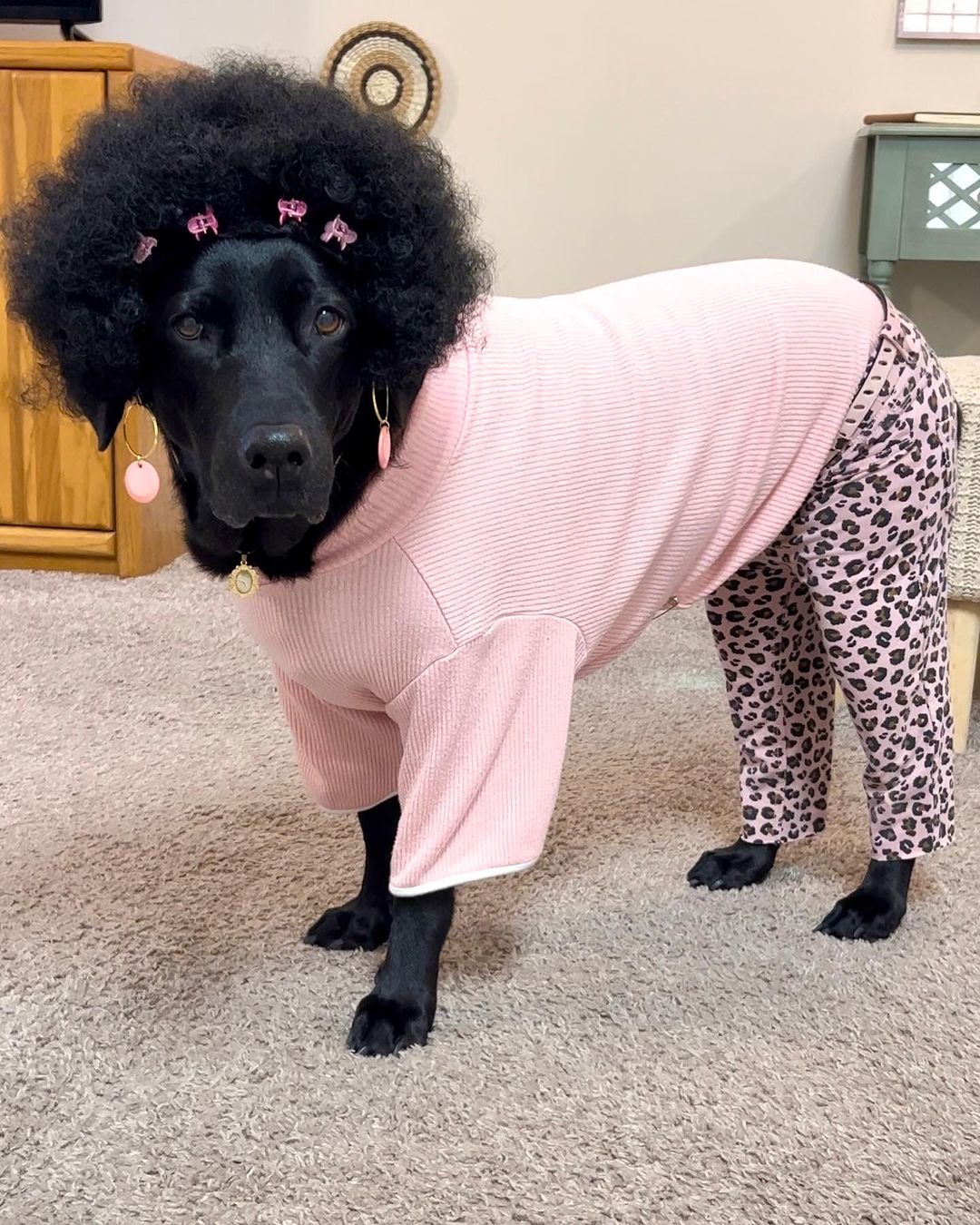 photo of dog wearing pink clothes