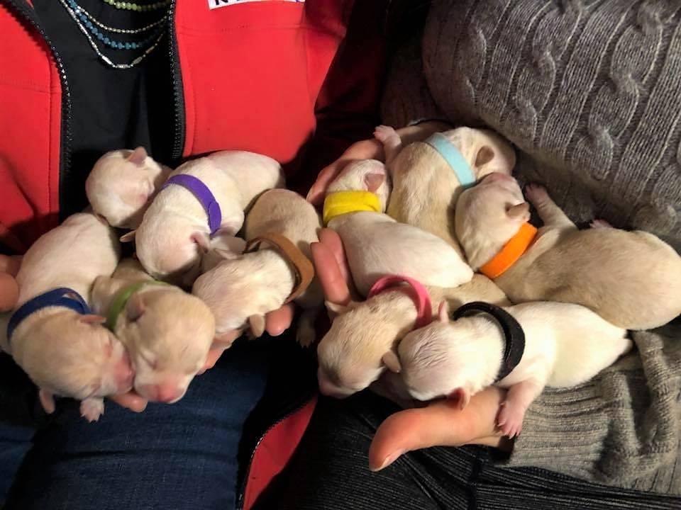 photo of puppies being held by people