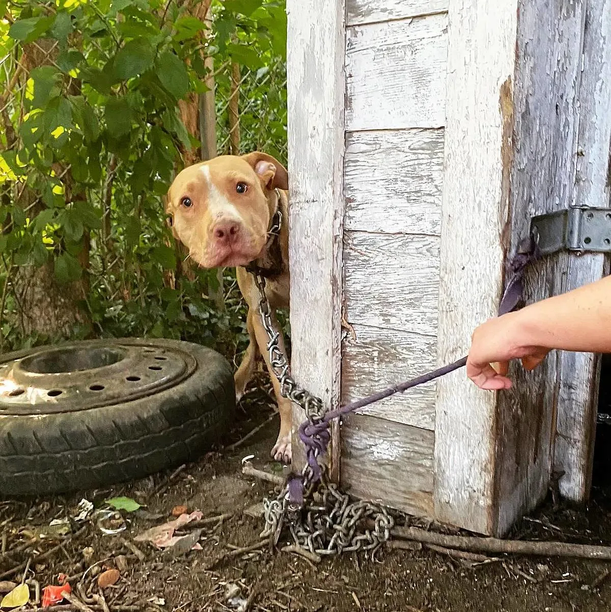 photo of scared dog chained to a house