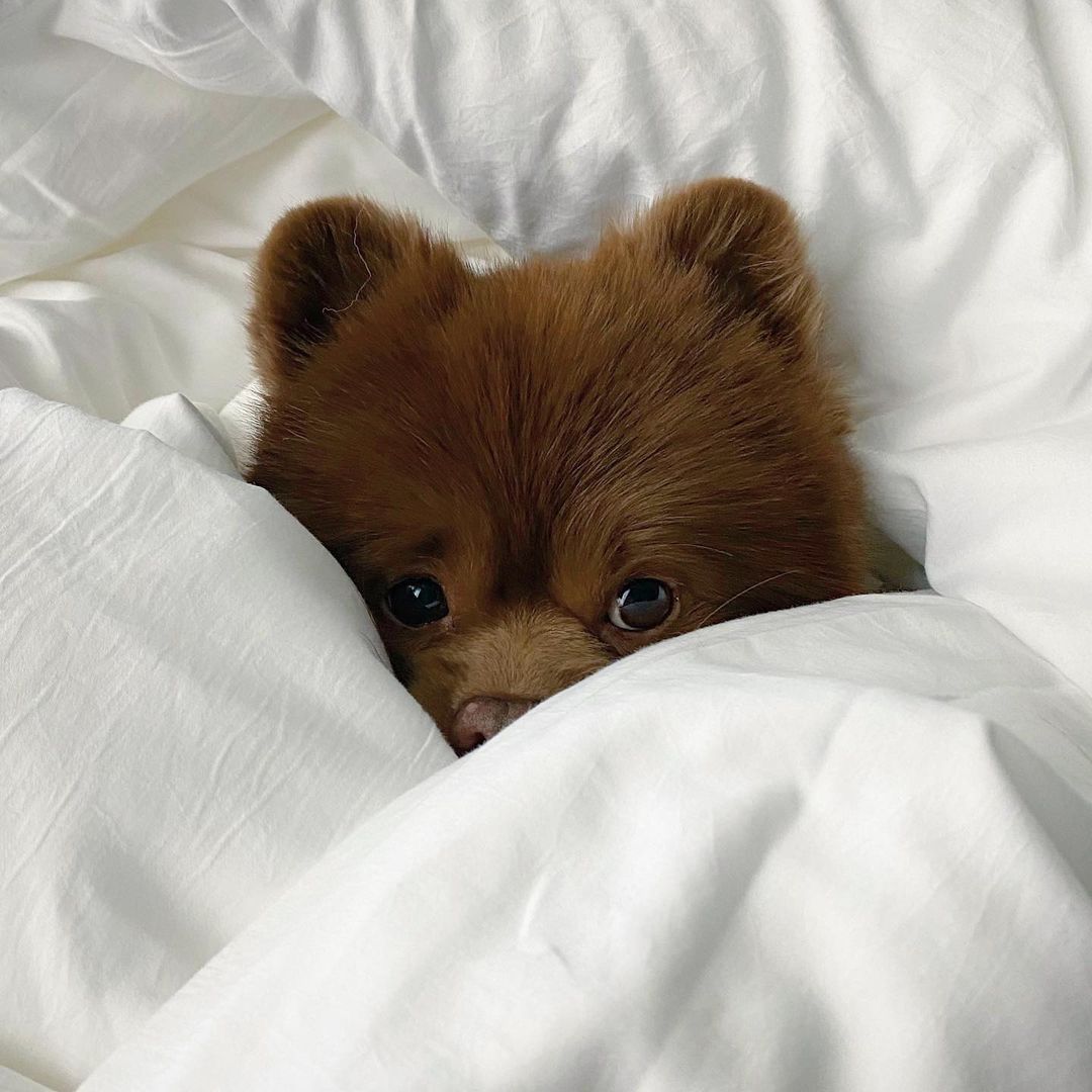 photo of the pomeranian under a white cover