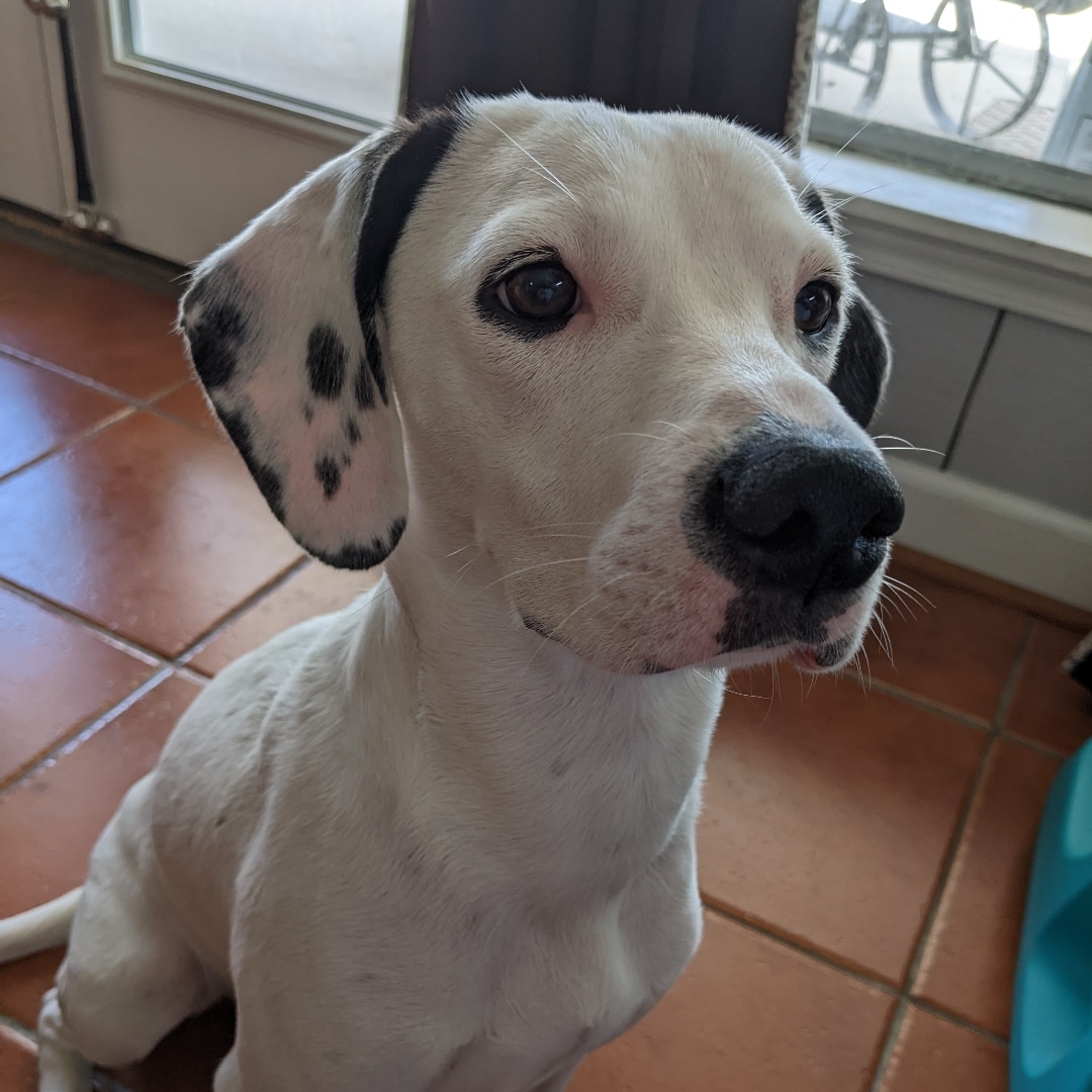 photo of the rescued pup
