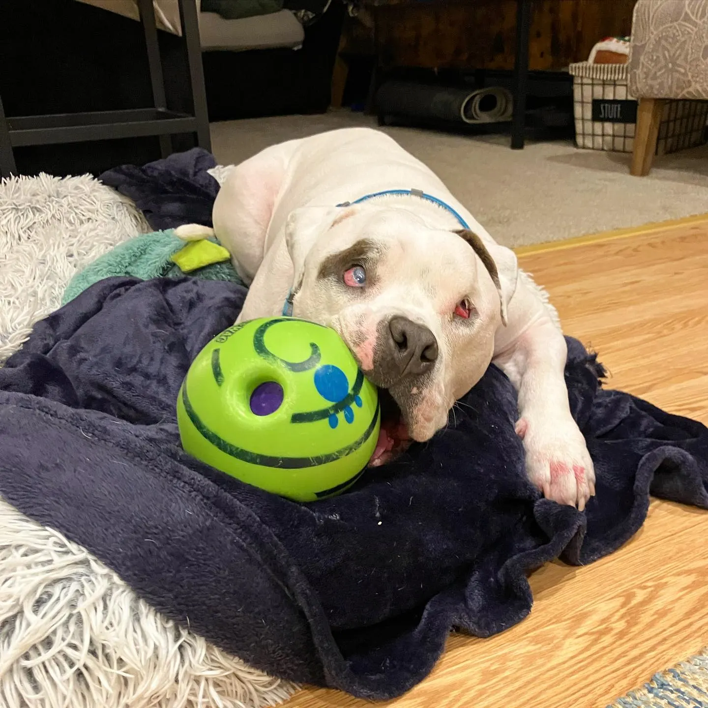 pitbull with ball