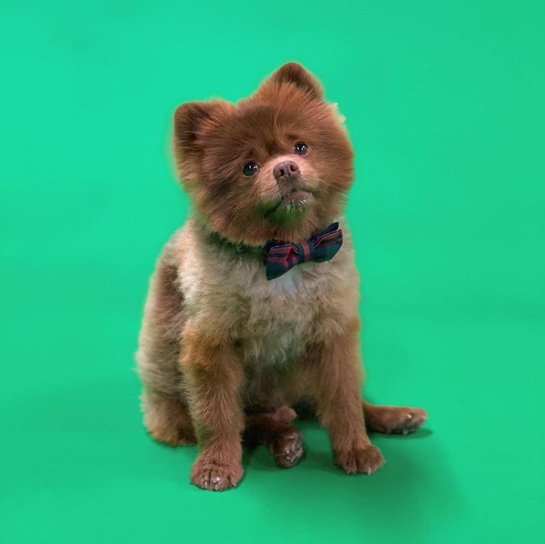 pomeranian bert sitting by a green background