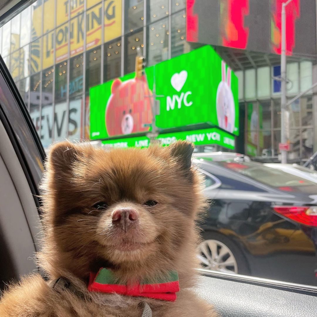 pomeranian dog in a car