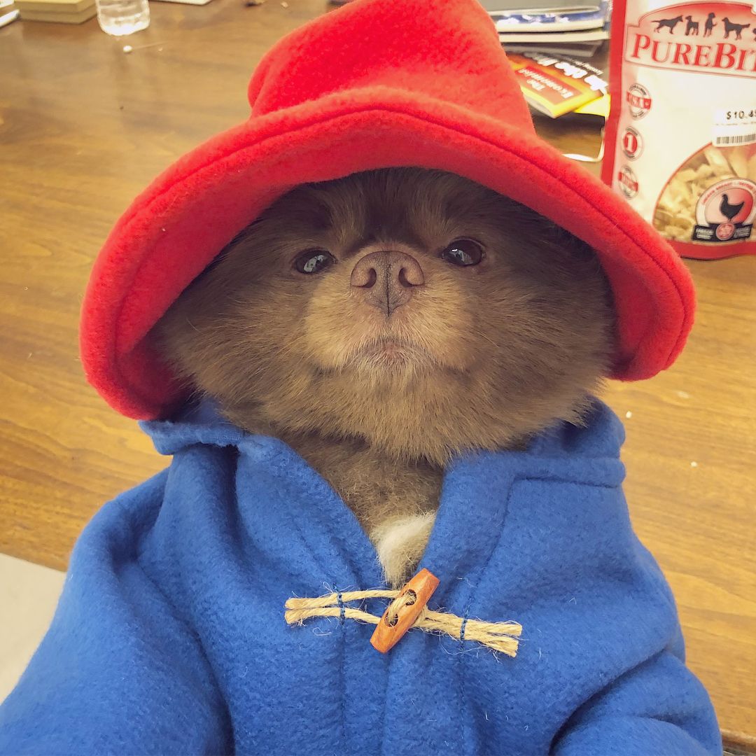pomeranian dog wearing red hat and blue jacket