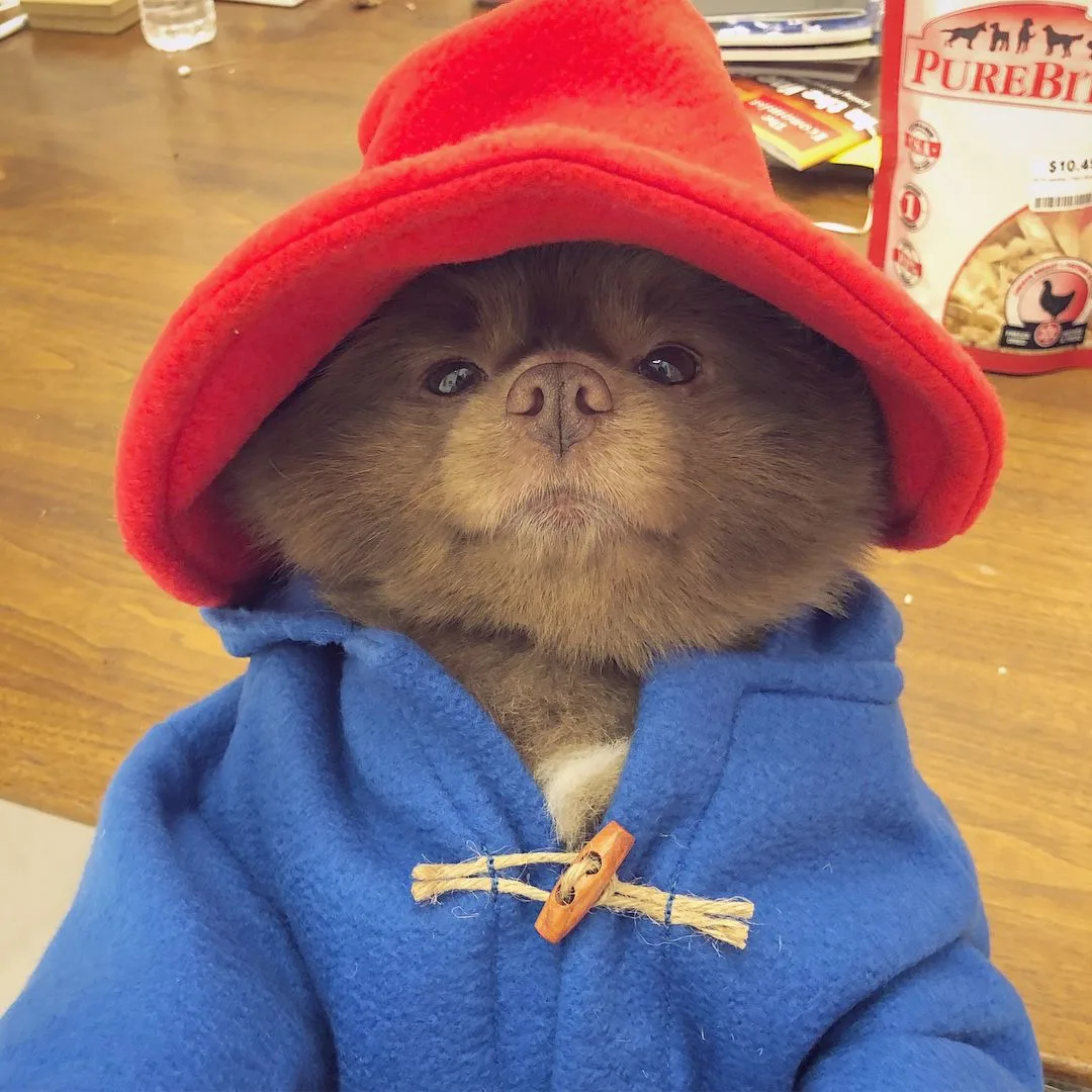 pomeranian dog wearing red hat and blue jacket