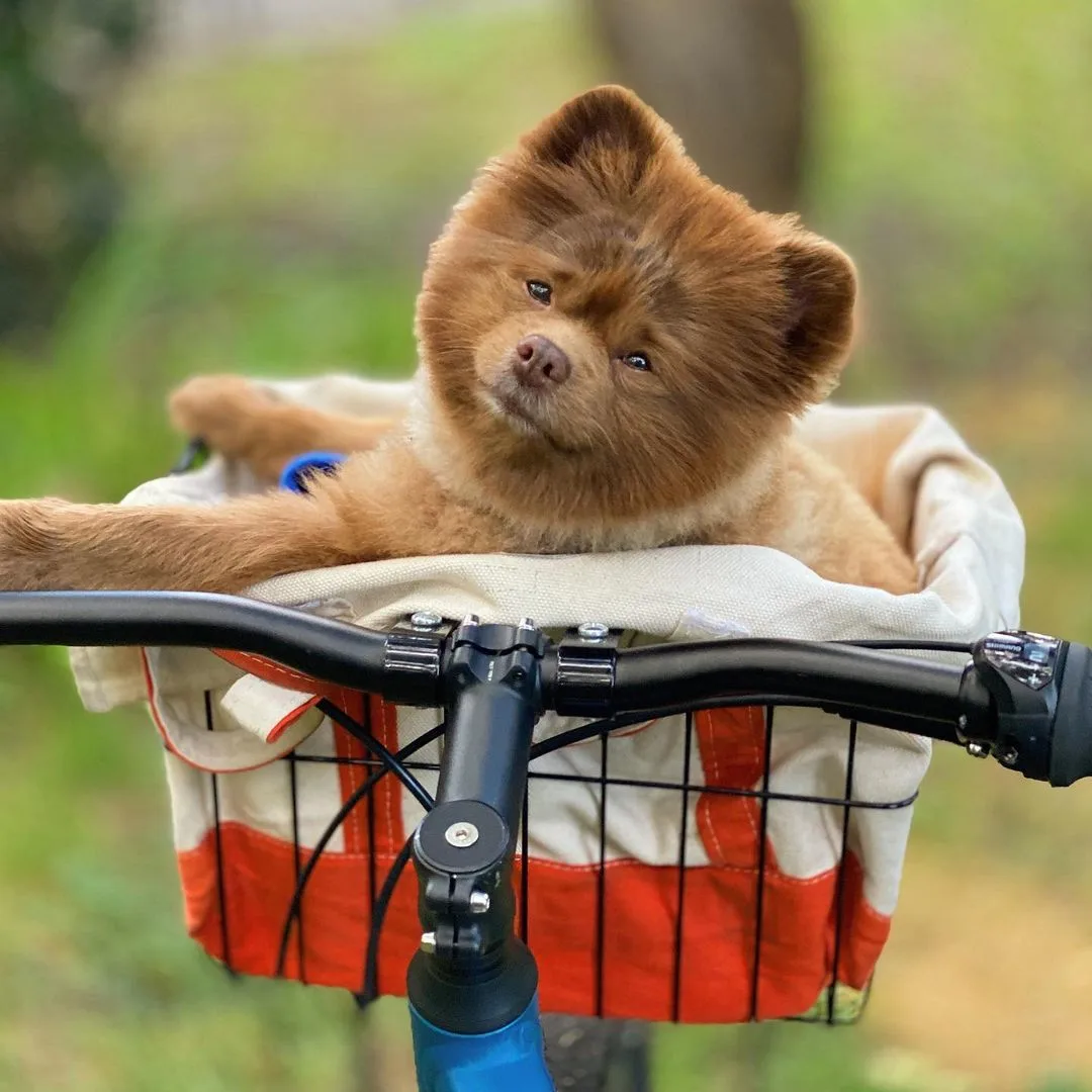 pomeranian in a bike basket