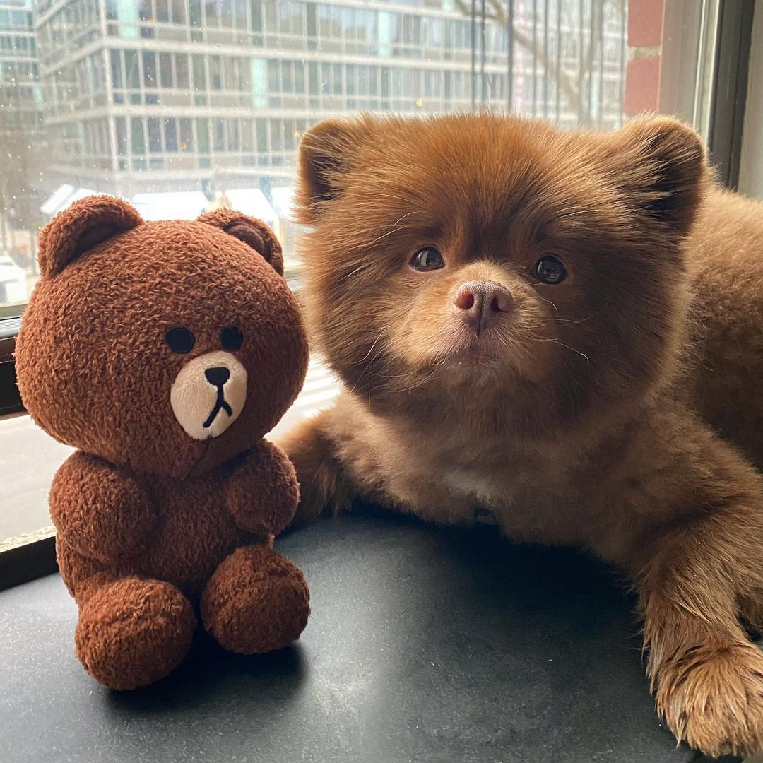 pomeranian teddy bear next to a toy teddy bear