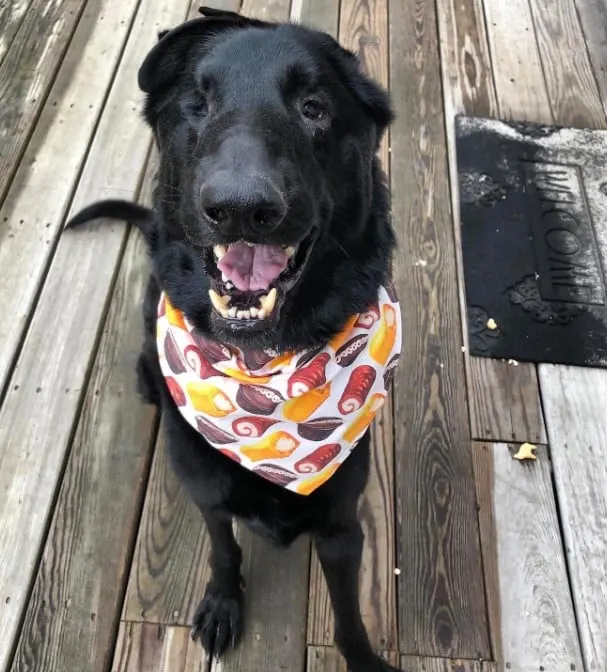 retrato de un perro negro sentado sobre una tabla de madera sin un ojo
