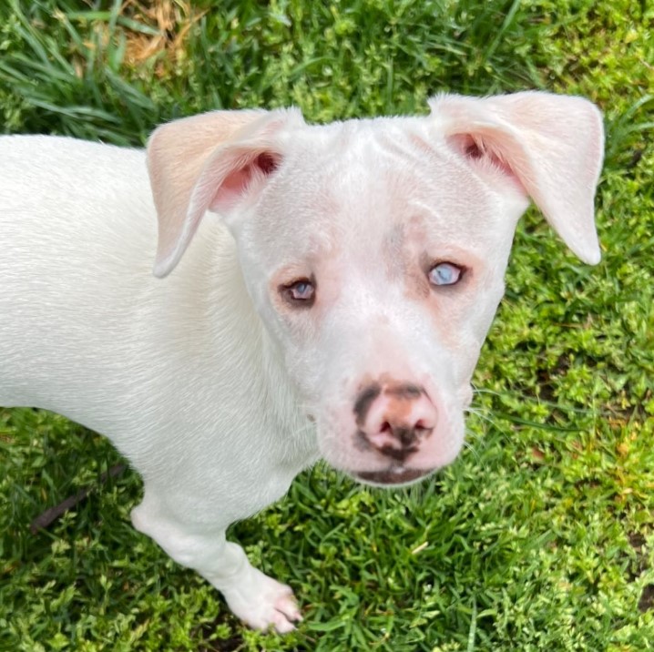 portrait of a deaf and blind puppy