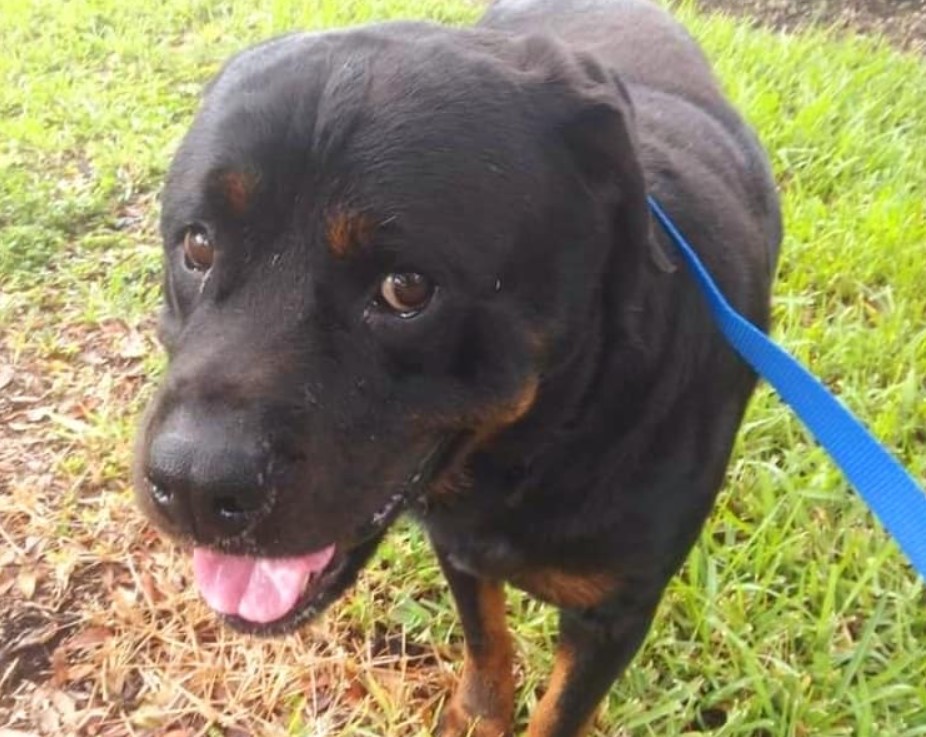 portrait of a dog on a leash looking at the camera