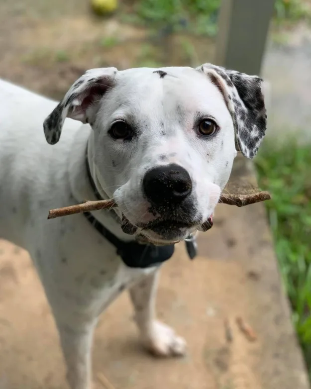portrait of a dog standing in front of the camera and holding a twig in its mouth