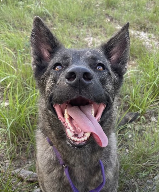 portrait of a smiling dog with its tongue out