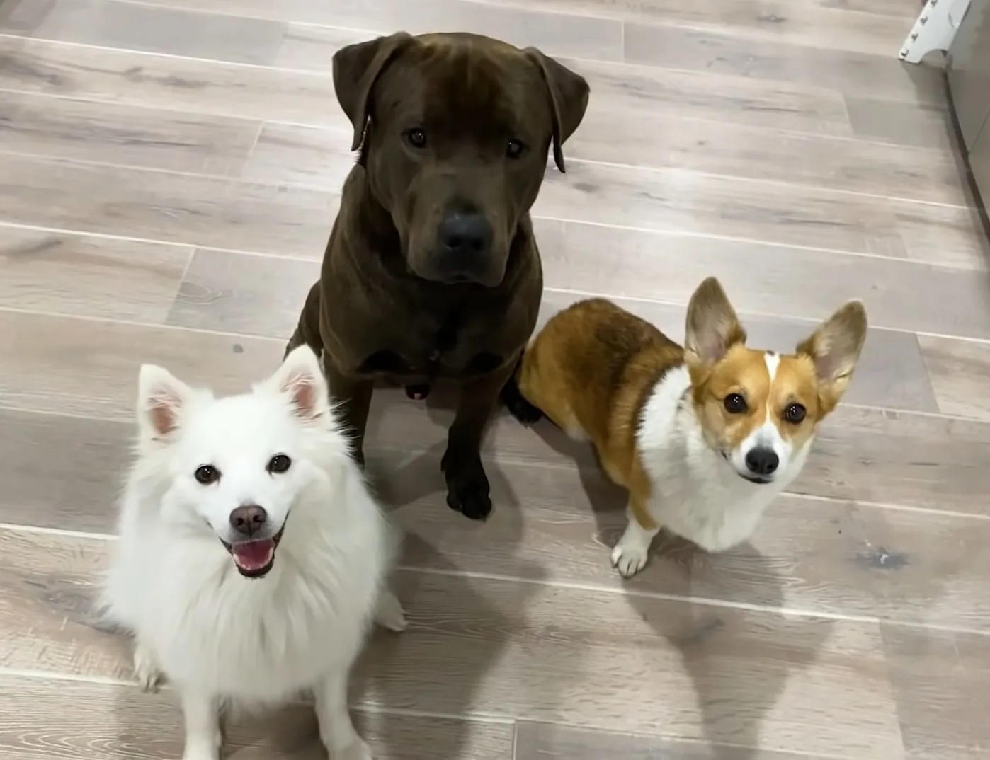 retrato de tres lindos perros mirando a la cámara