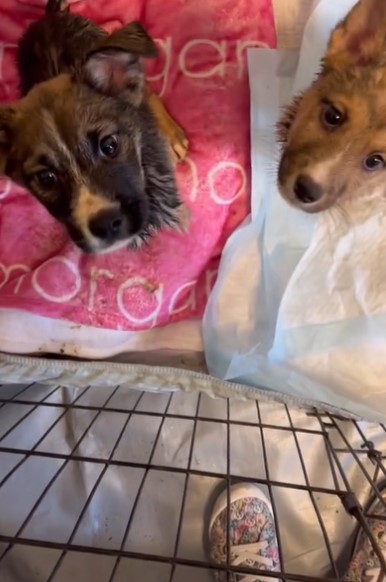 portrait of two cute puppies looking at the camera