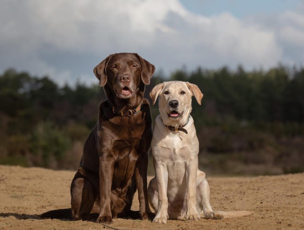 portrait of two dogs sitting on the sand