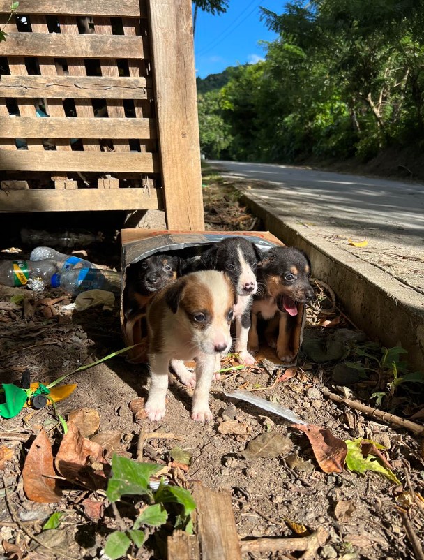 puppies come out of the box on the side of the road