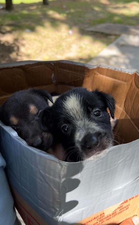 puppies found in a box