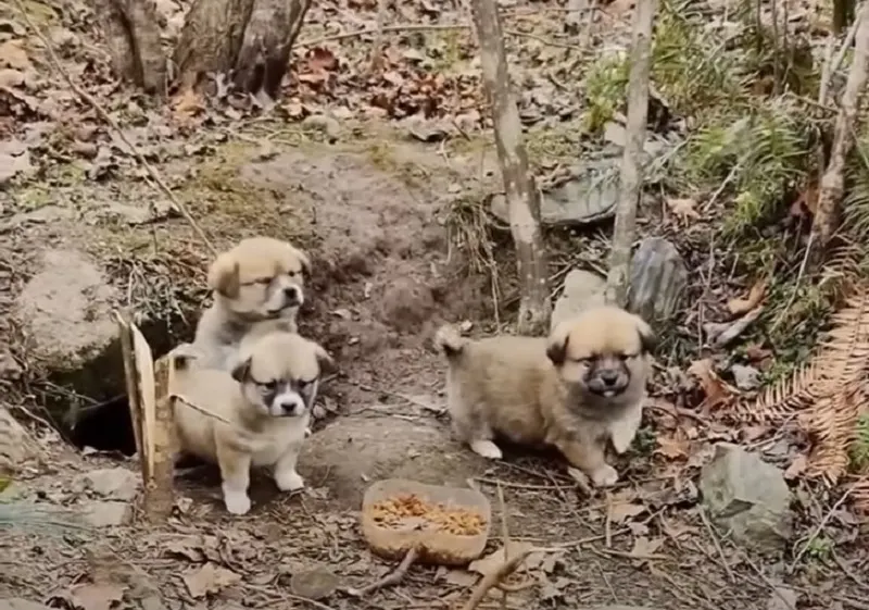 three fluffy puppies in nature