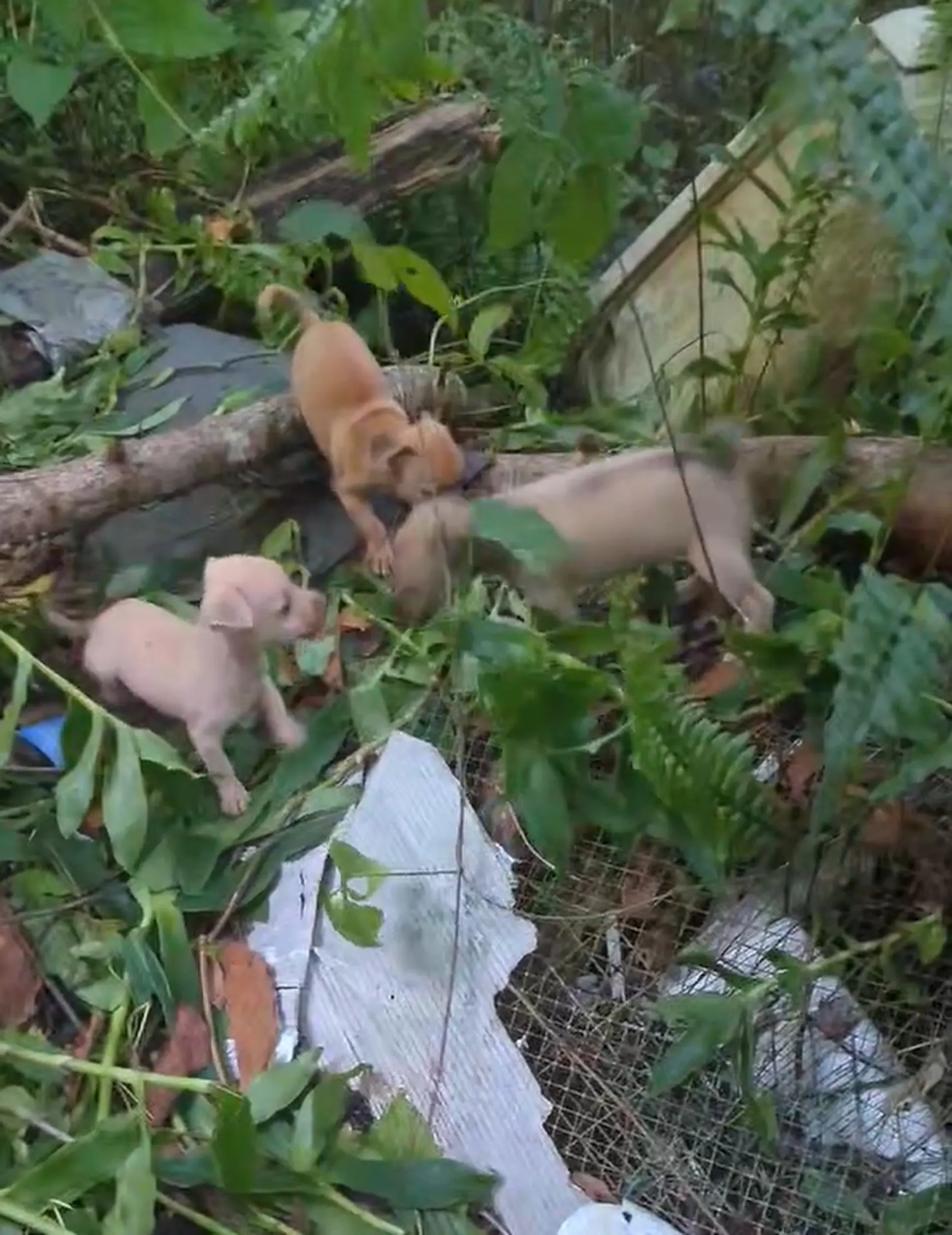 puppies in secluded area