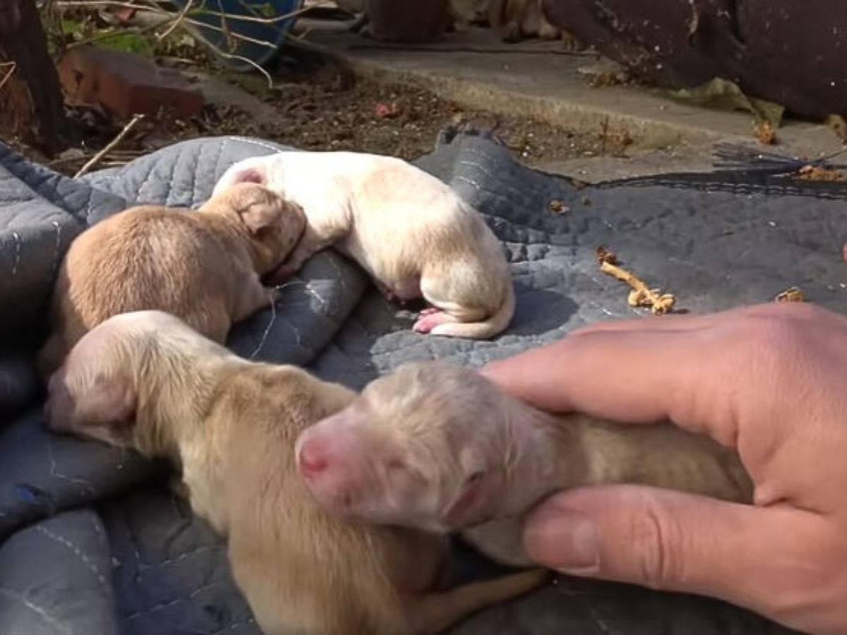 puppies lying on a blanket