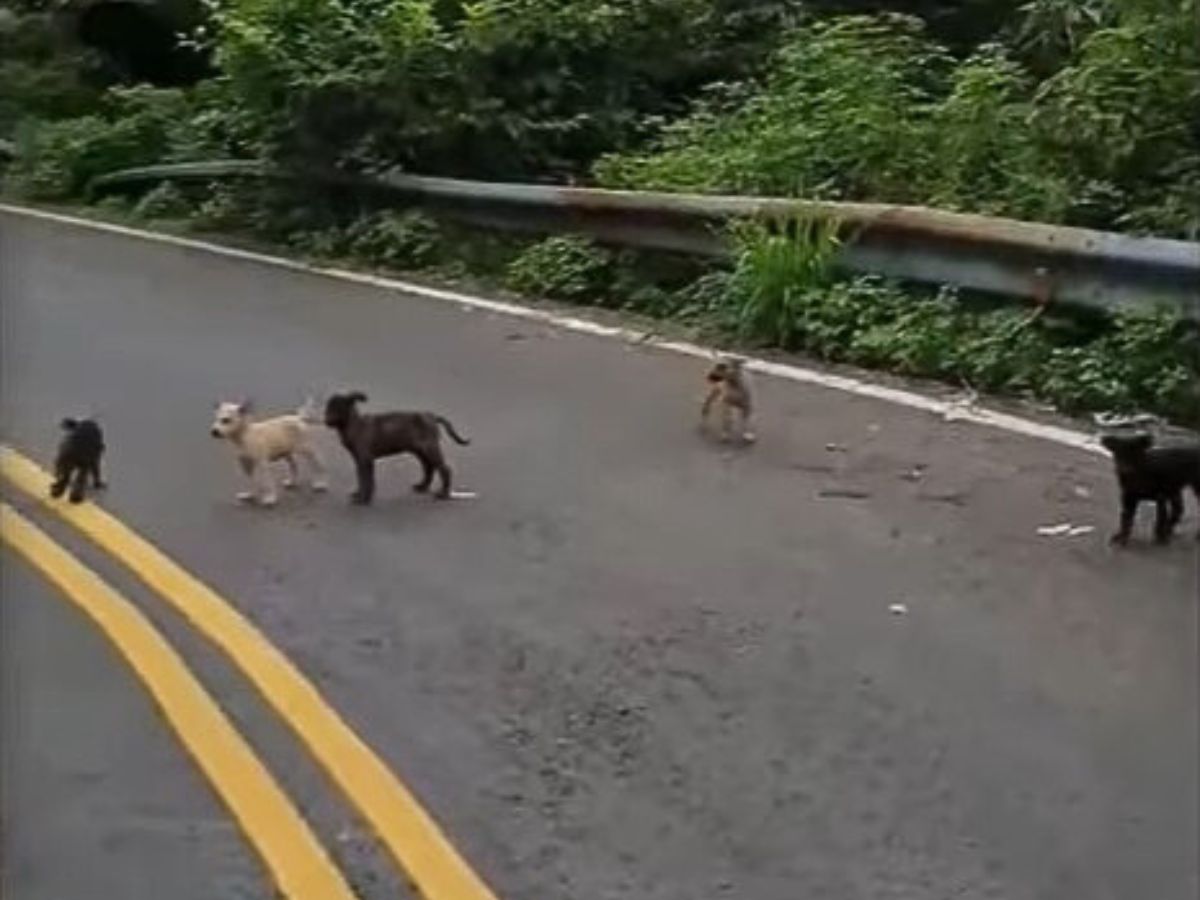puppies on the road
