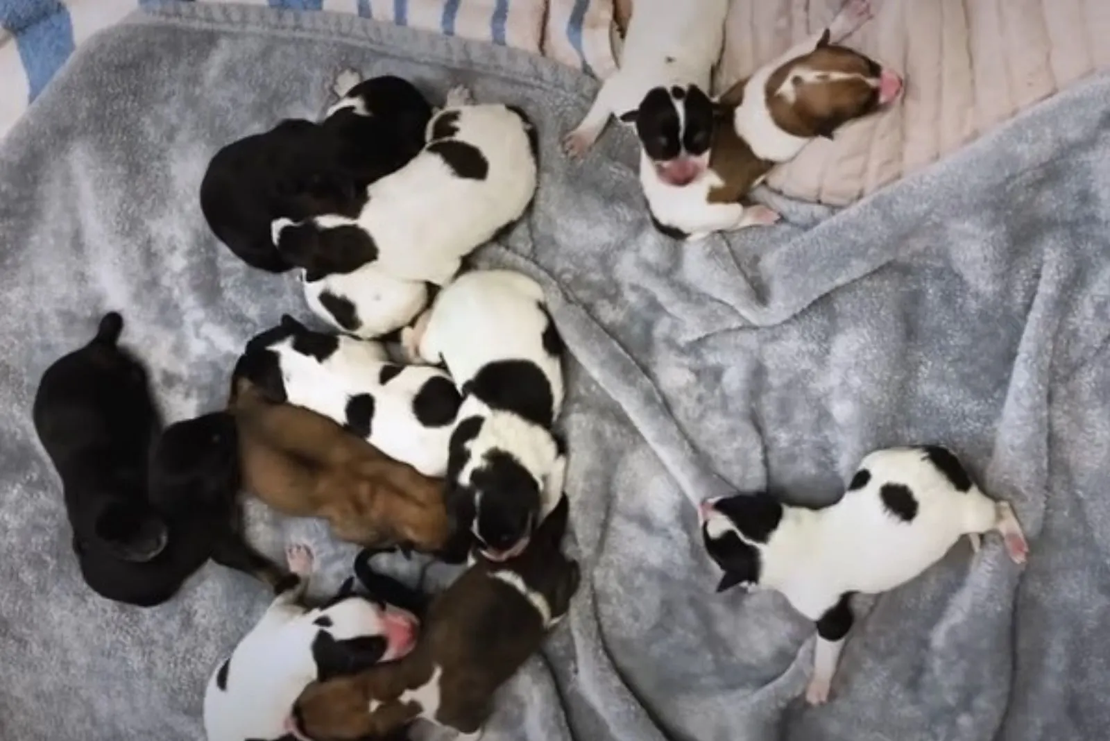 puppies sleeping on a bed