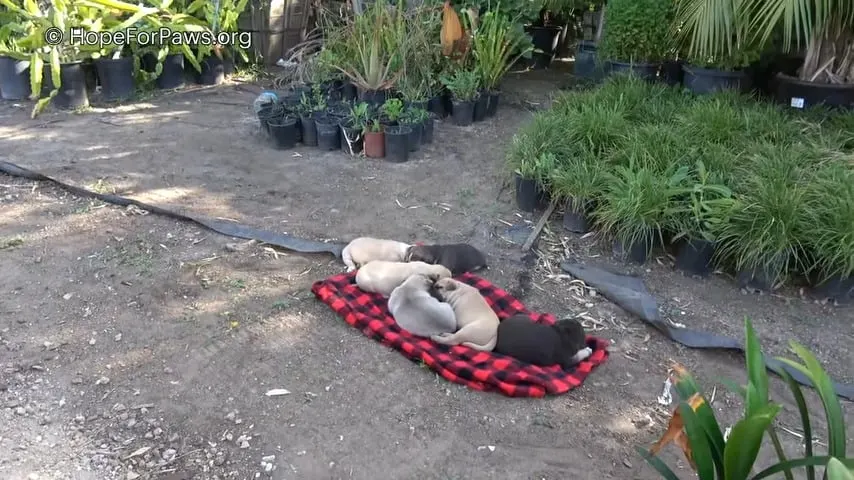puppies sleeping on the ground