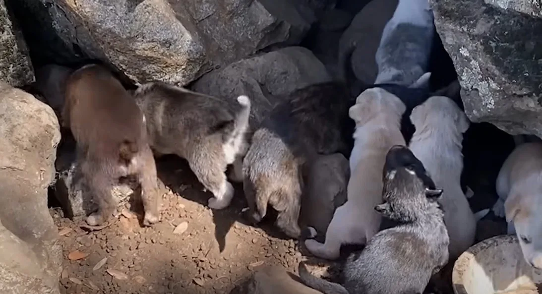 puppies walking around rocks