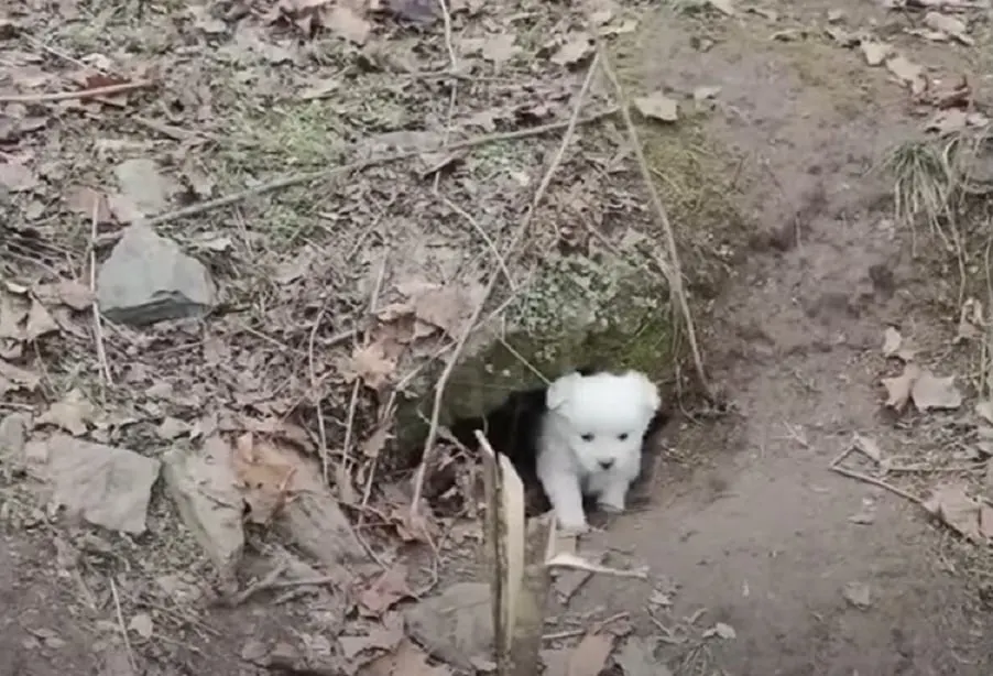 puppy getting out from the hole