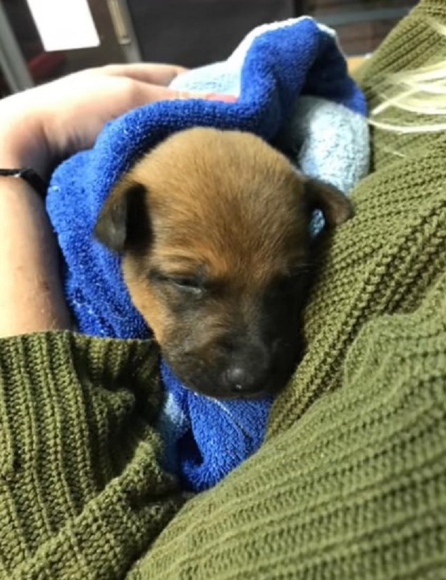 puppy in owner hands