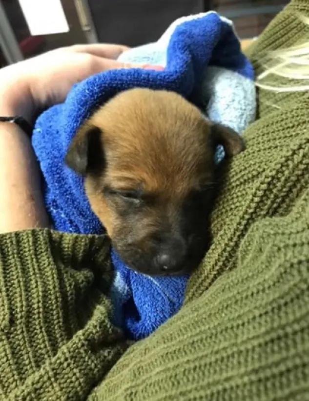 cachorro en manos de dueño