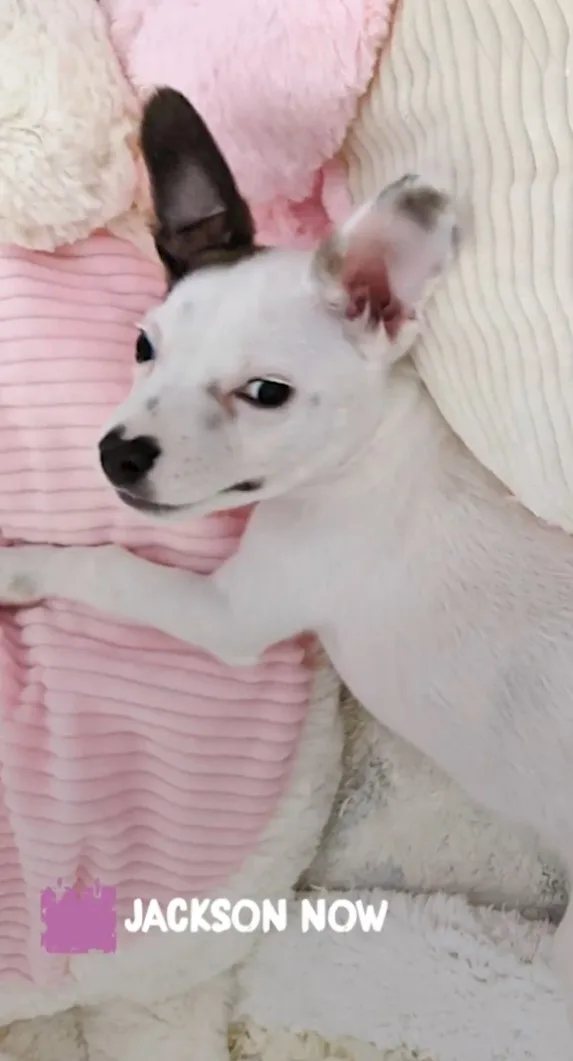 puppy lying on pink blanket