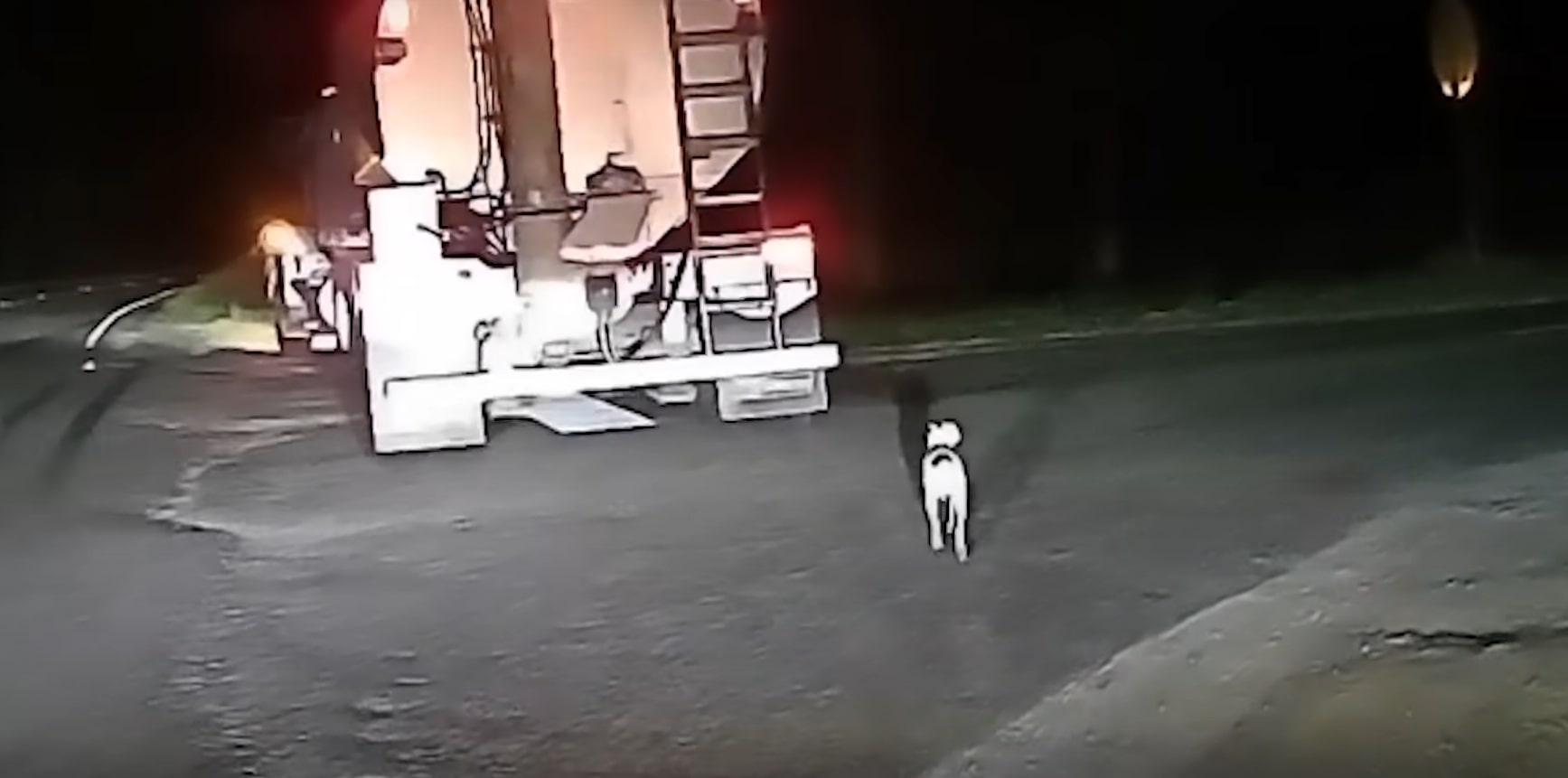 puppy on the road behind a truck