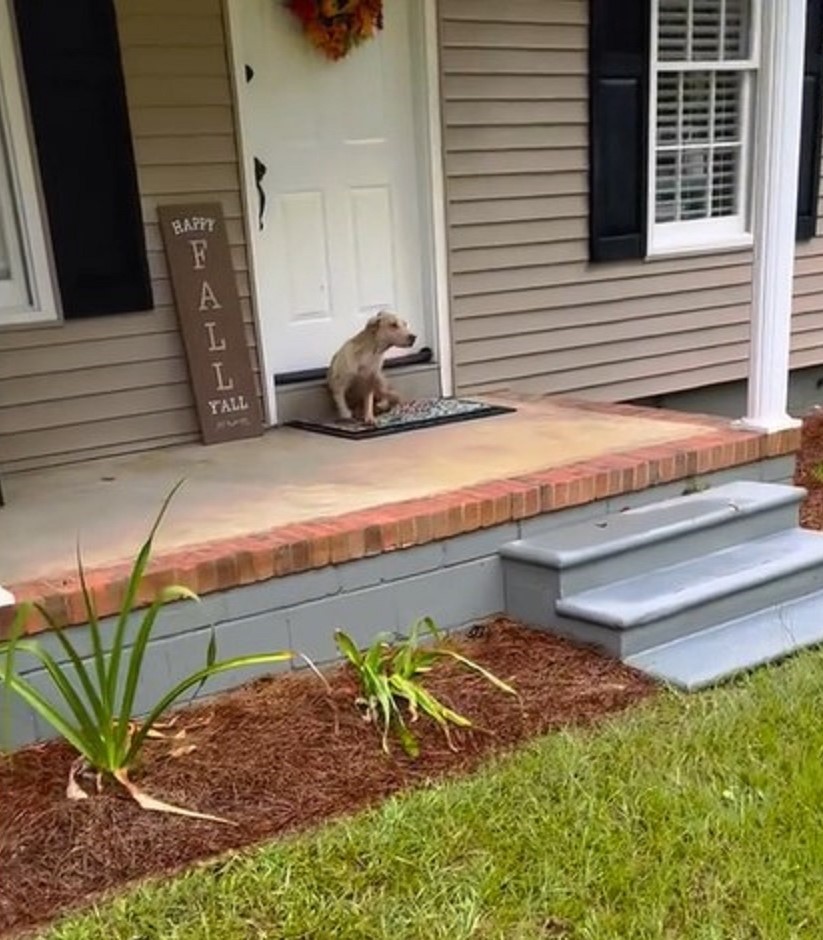 little puppy sitting on a doormat 