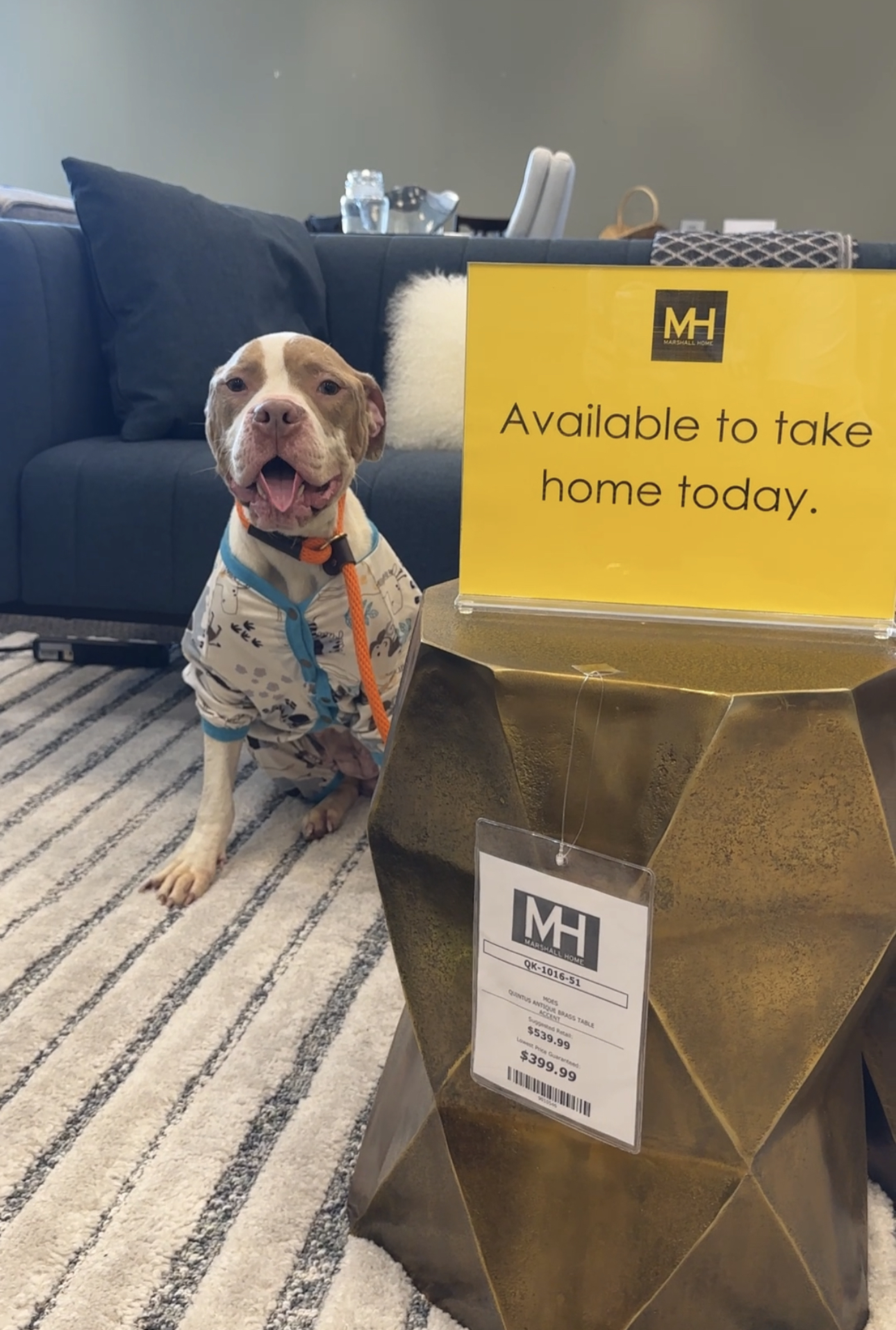 rescued dog sitting in front of a couch