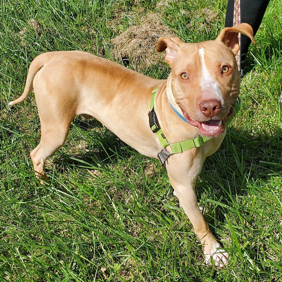 rescued dog standing on grass looking at camera